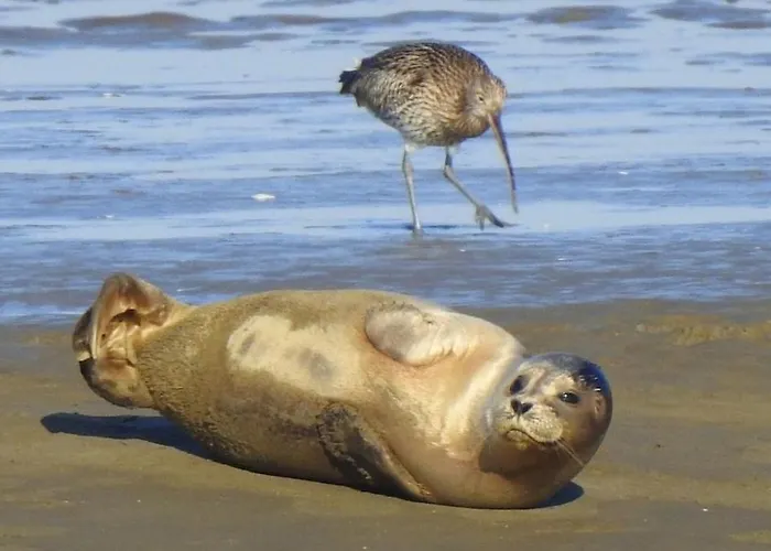 Litehomeatseagoedereede Vakantiepark