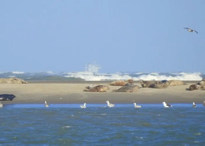 Litehomeatseagoedereede