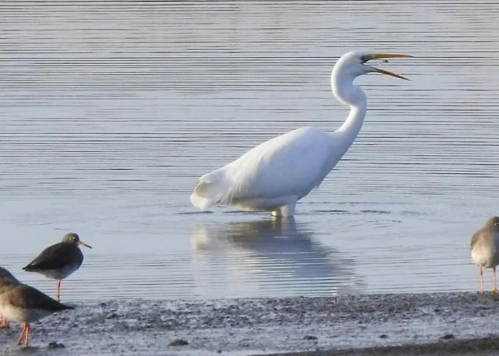 Litehomeatseagoedereede