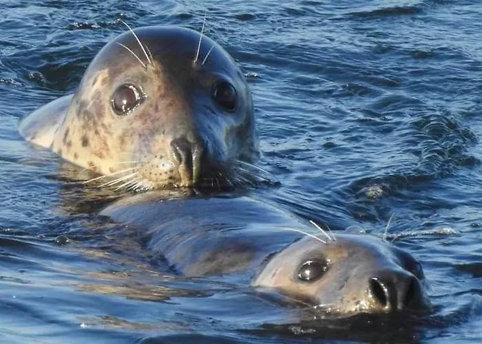 Vakantiepark Litehomeatseagoedereede Goedereede