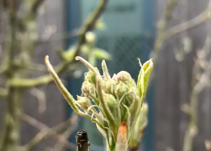 Litehomeatseagoedereede *