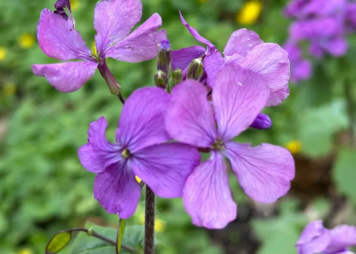 Holiday park Litehomeatseagoedereede