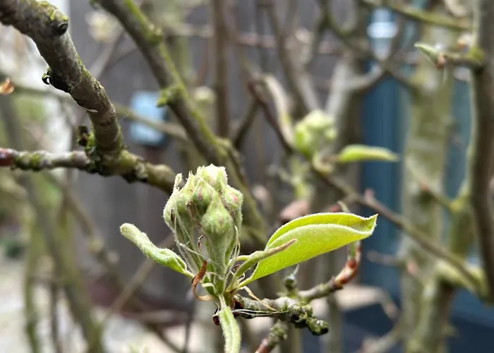 Litehomeatseagoedereede Holiday park Goedereede